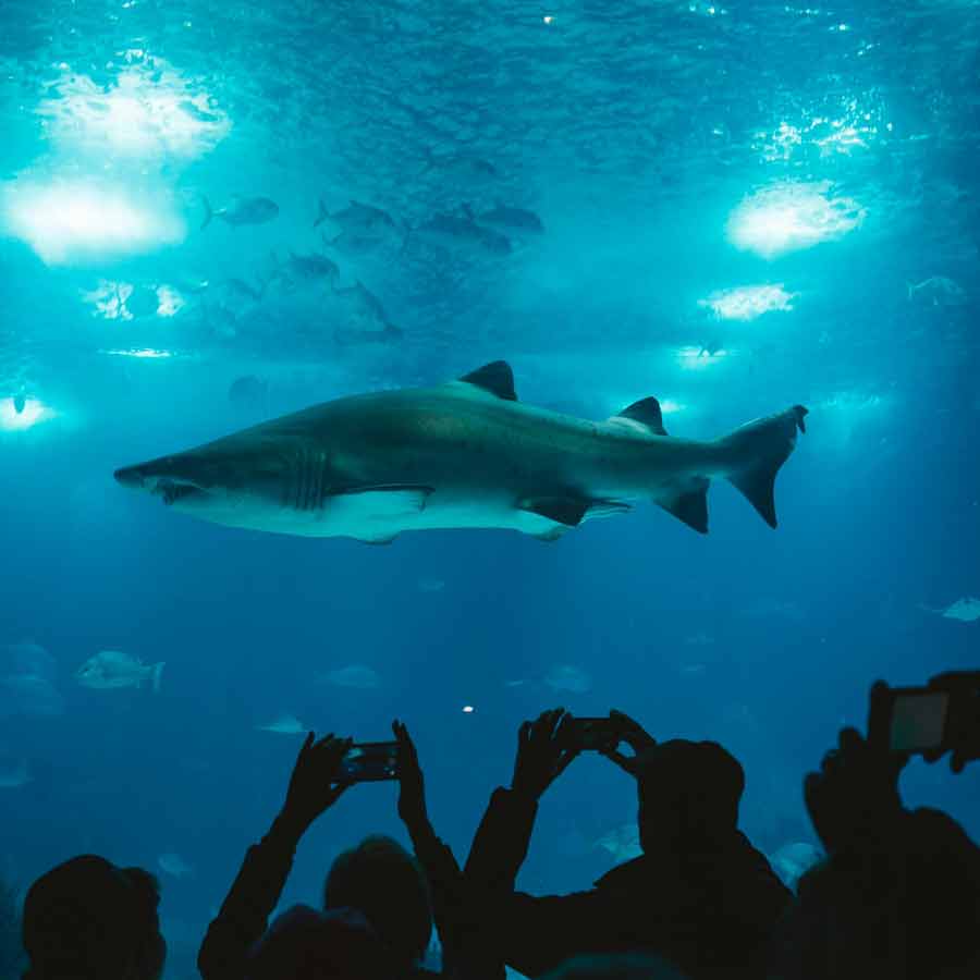 Requin nageant dans le grand bassin du Hurghada Grand Aquarium en Égypte