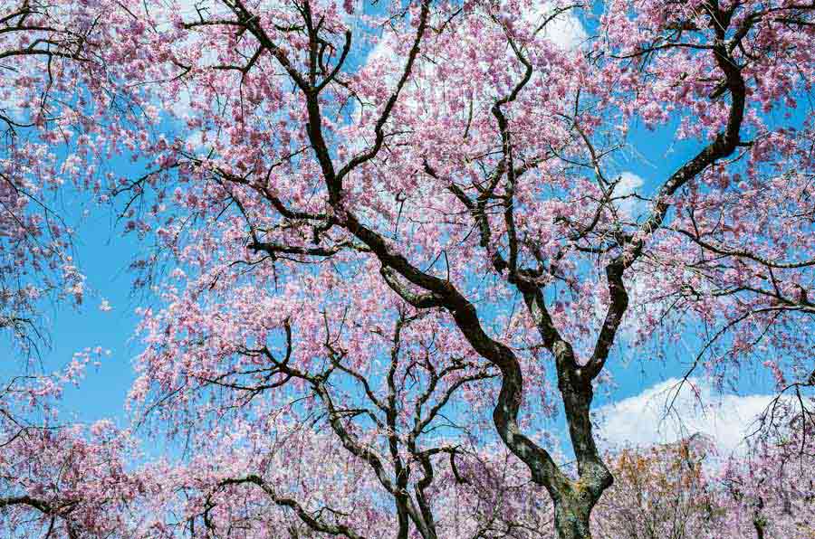 Cerisiers en fleurs au Japon (sakura) en avril avec ciel bleu et branches roses