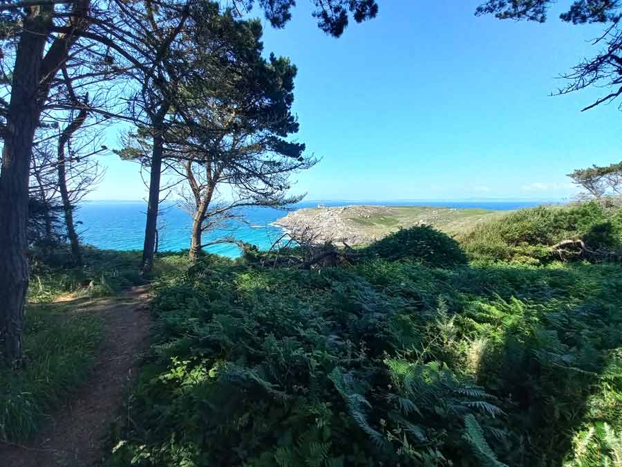 Sentier ombragé le long de la pointe du Millier (Bretagne) avec vue sur les falaises et l’océan au Cap Sizun
