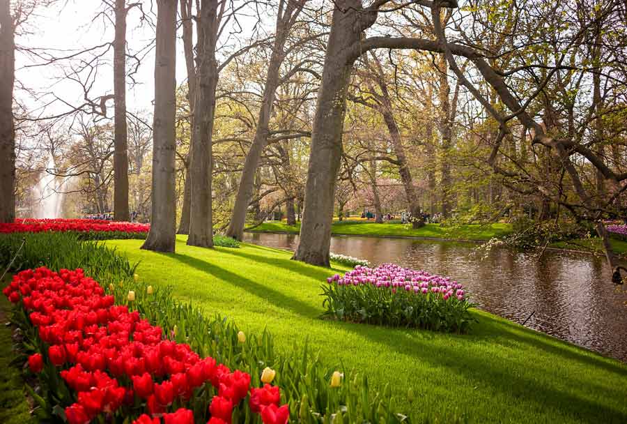 Tulipes colorées au parc Keukenhof près d’Amsterdam avec allées verdoyantes et arbres au bord de l’eau