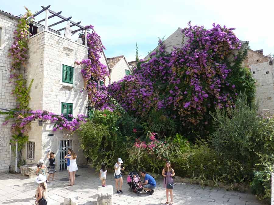 Bougainvilliers violets en fleurs sur une façade de pierre dans une ruelle de la vieille ville de Split en Croatie