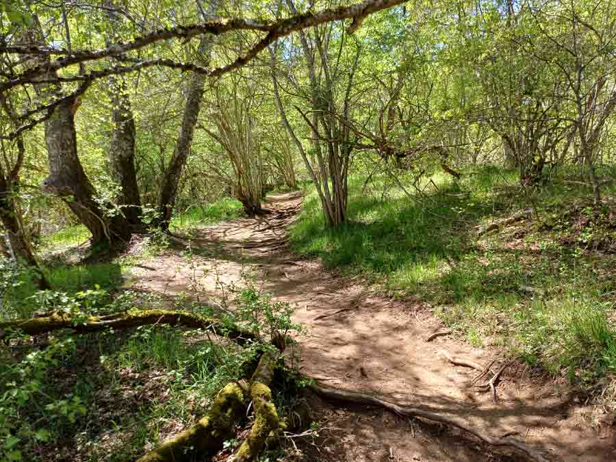 Chemin forestier ombragé traversant une forêt sur le sentier du versant nord du puy Pariou, dans la Chaîne des Puys en Auvergne