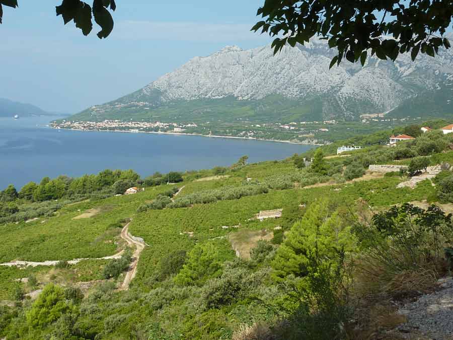 Vignes de Lumbarda sur l'île de Korčula, avec vue sur le canal de Pelješac et les montagnes de la presqu'île en arrière-plan