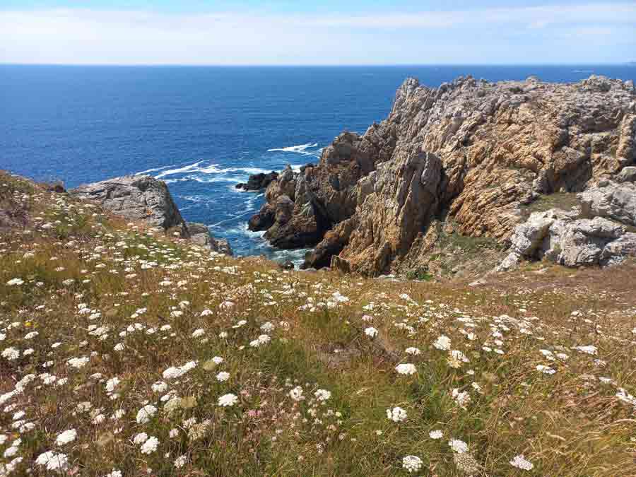 Lande fleurie en bord de falaise à la pointe de Pen Hir, avec les rochers et l'Atlantique en arrière-plan