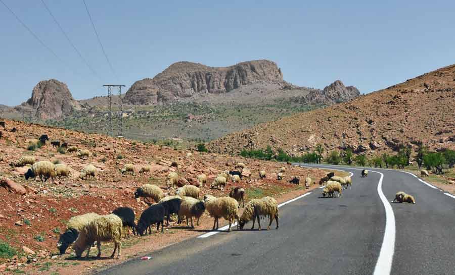 road-trip-maroc-4 Troupeau de moutons broutant au bord d’une route du sud marocain, un imprévu fréquent quand on conduit au Maroc